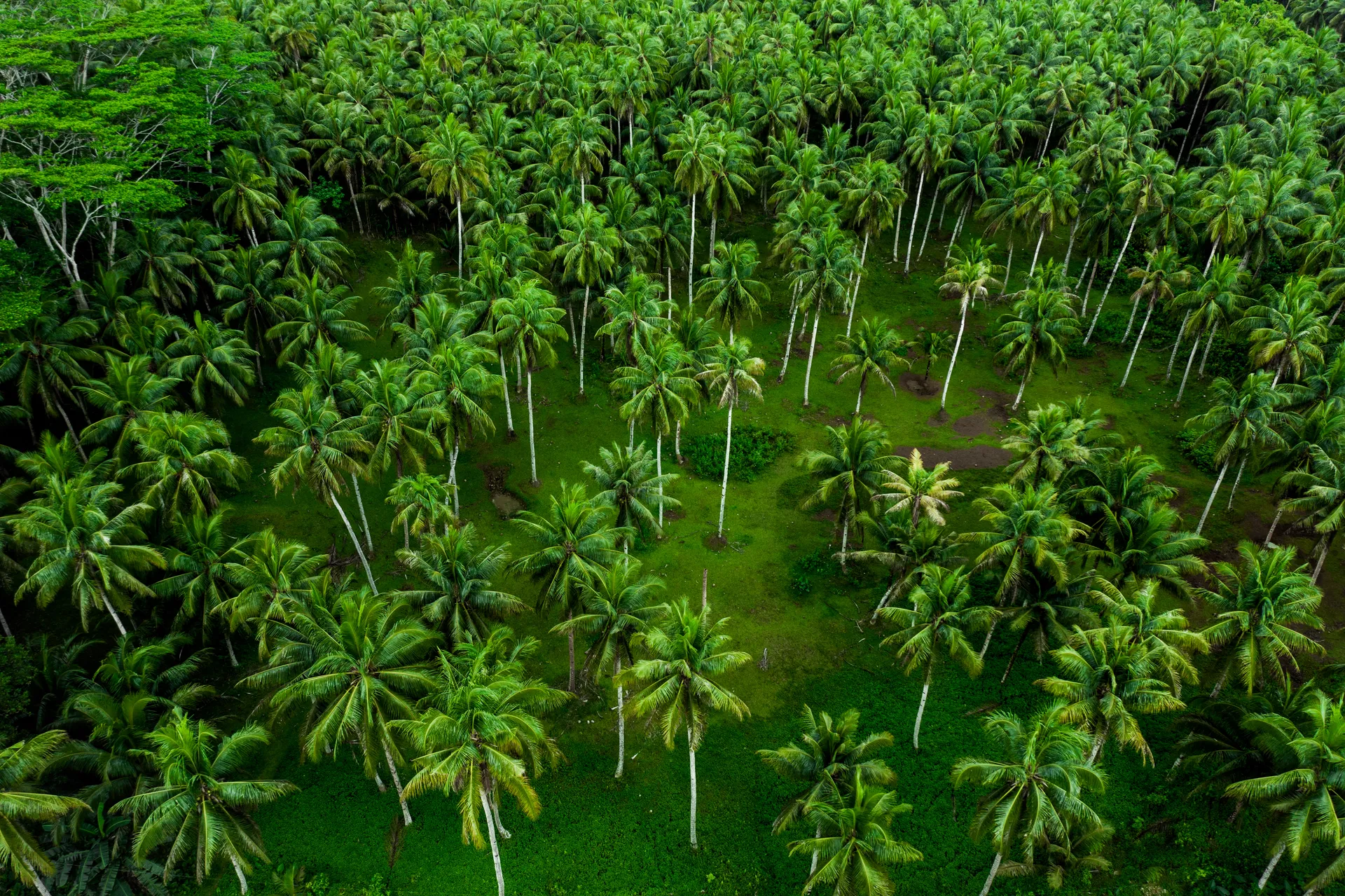 Kerala Coconut Farm